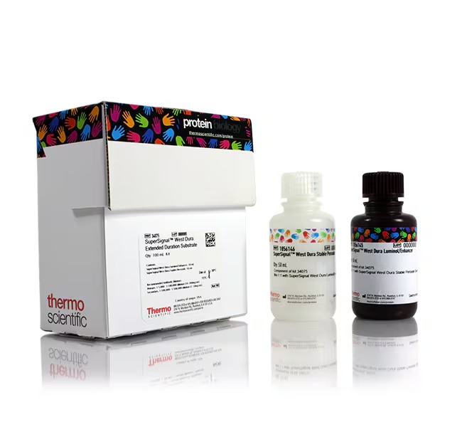 Thermo Scientific™ SuperSignal™ West Dura Extended Duration Substrate (100 mL)